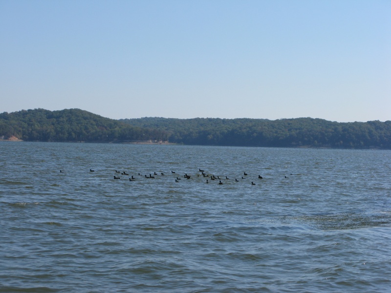 About 10 miles up river from Kenlake Marina you come to Blood Creek.  From this point the secondary channel becomes more shallow and twisting.  It is also one of the most beautiful sections of the river we have seen.