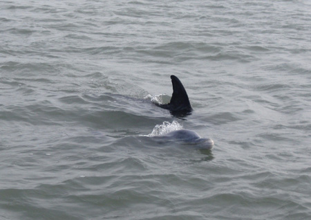 Active dolphins