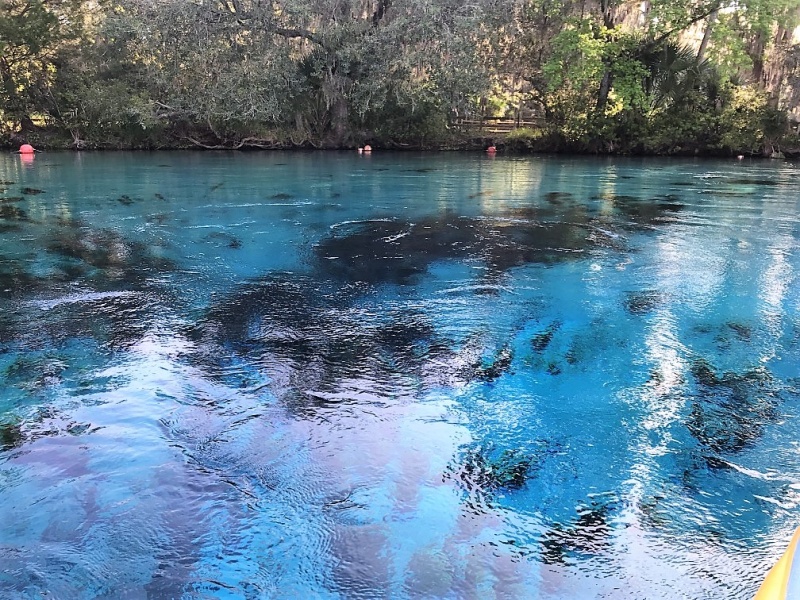 Actual springs boiling up in Silver Glen Springs