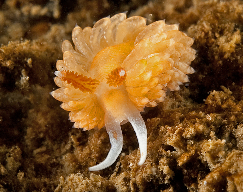 Aeolidiella oliviae