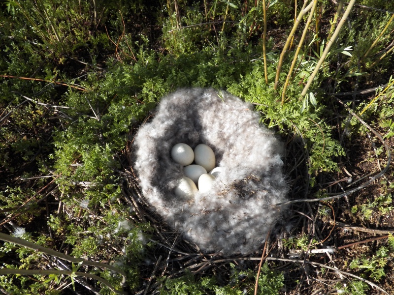 After seeing the footprints I was surprised to find these eggs.  A Canada goose nest.