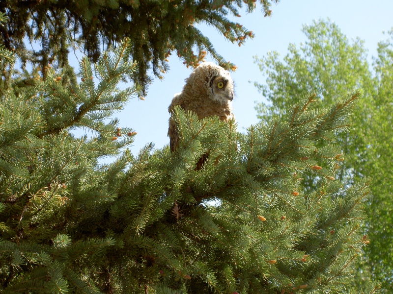 After sleeping 4 hrs it made it back to top of tree then flew to join other chicks and MOM