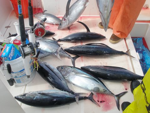 Albacore Tuna @ the Gumdrop...70 miles west of SF  Aug 2009