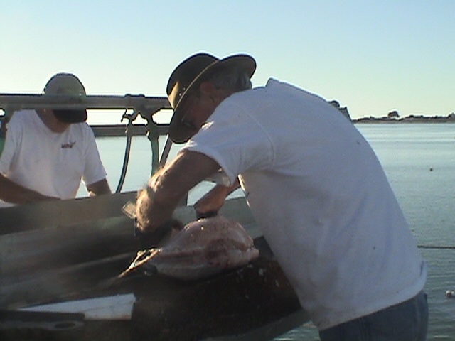 Albacore