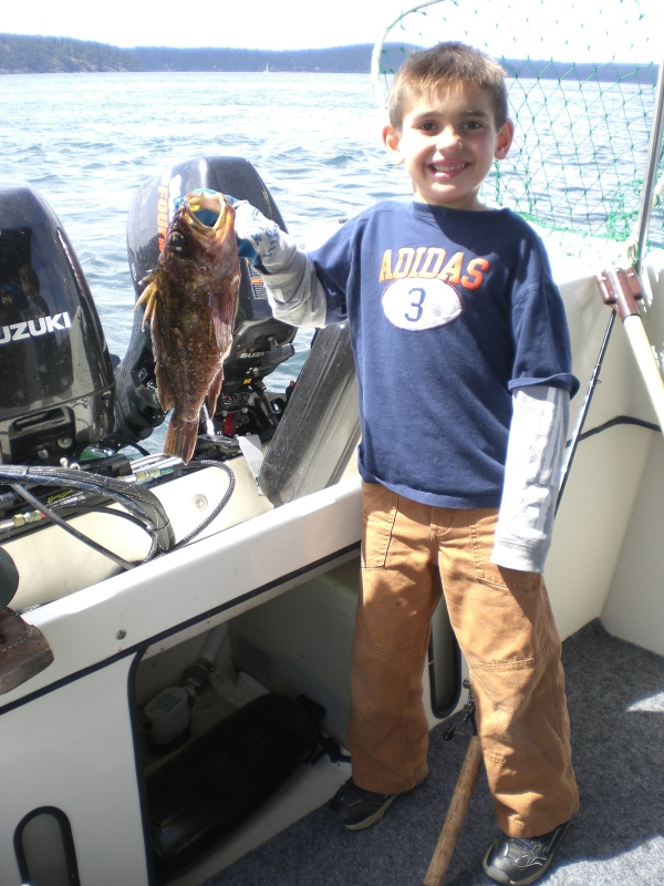 Alden's quillback rockfish