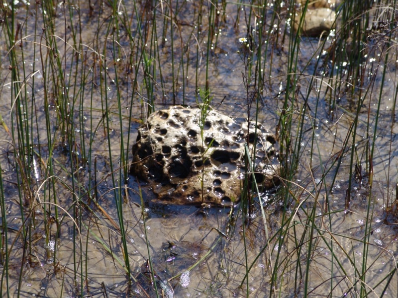 All of the rocks around her look like this. Don't know the type.