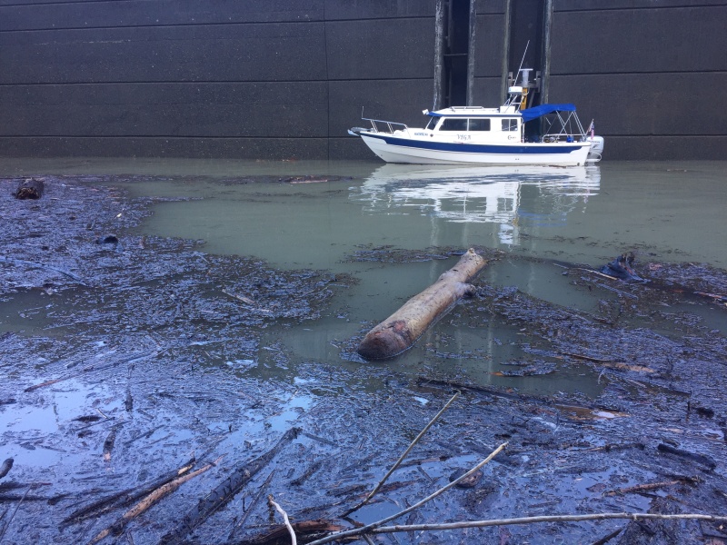 All the debris in the Bonneville lock