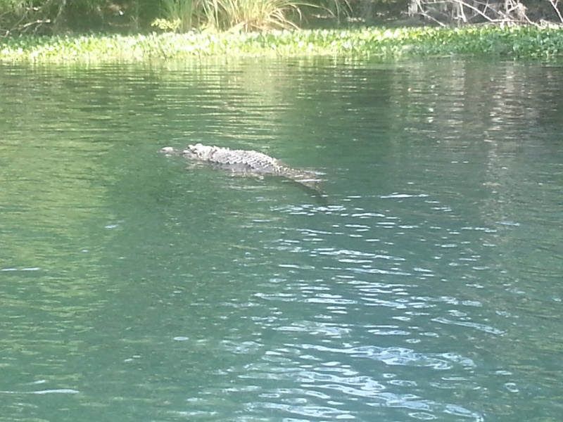 Alligator in Salt Spring