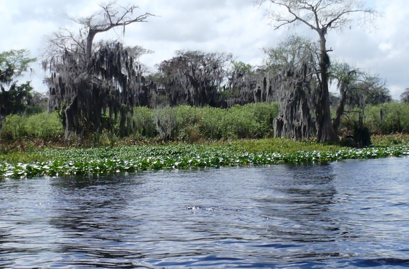 Alligator on the move.