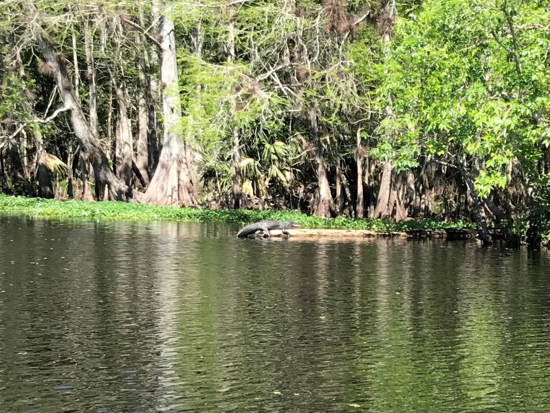 Alligator sunning him/her self.