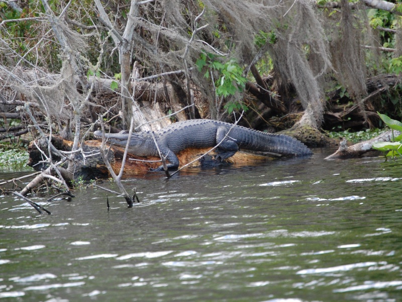 Alligator