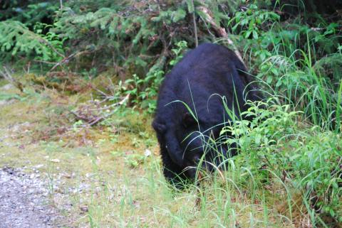 ?.almost tripped over the third black bear
