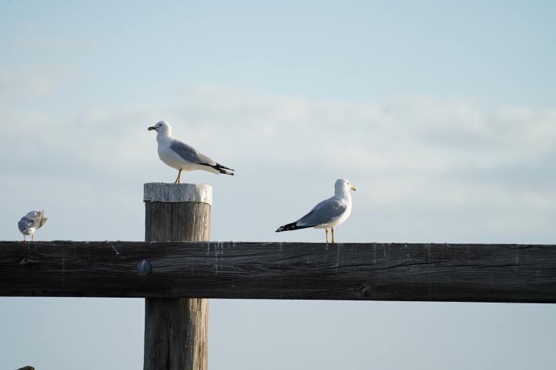 Always a few birds on the rails