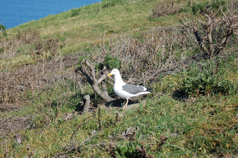 Amazing birding on Anacapa -- East Anacapa is the major Western Gull rookery while West Anacapa is the primary Brown Pelican rookery.