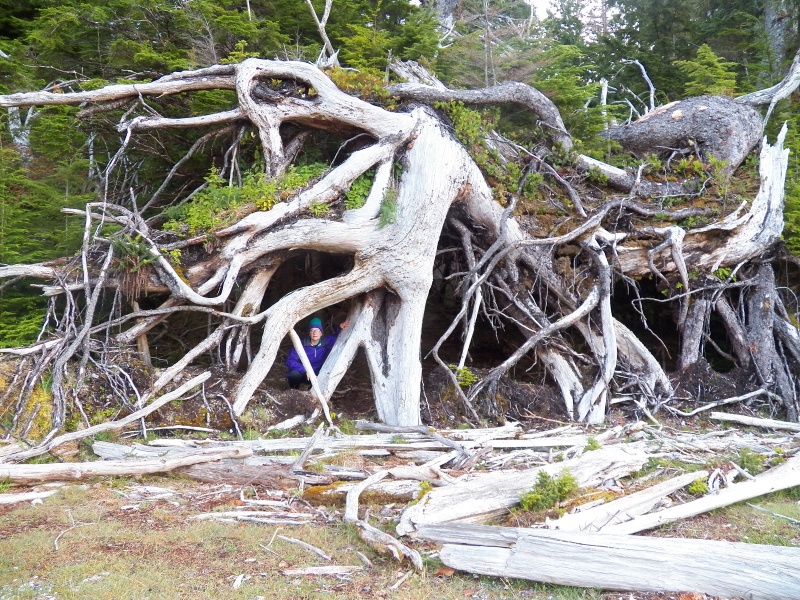 An early morning beach walk and some blow down trees that had managed to continue to live and create a strange tangle.