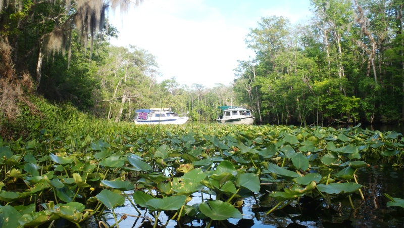 Anchored along the Ocklawaha.
