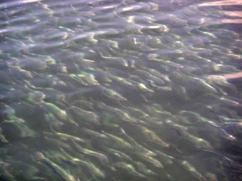 Anchovies