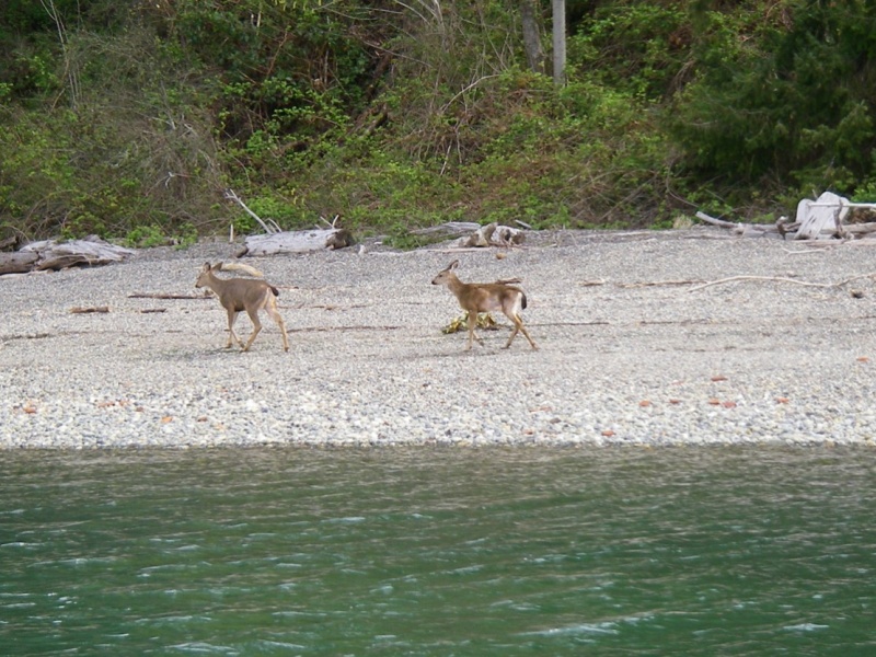 Anderson Island deer