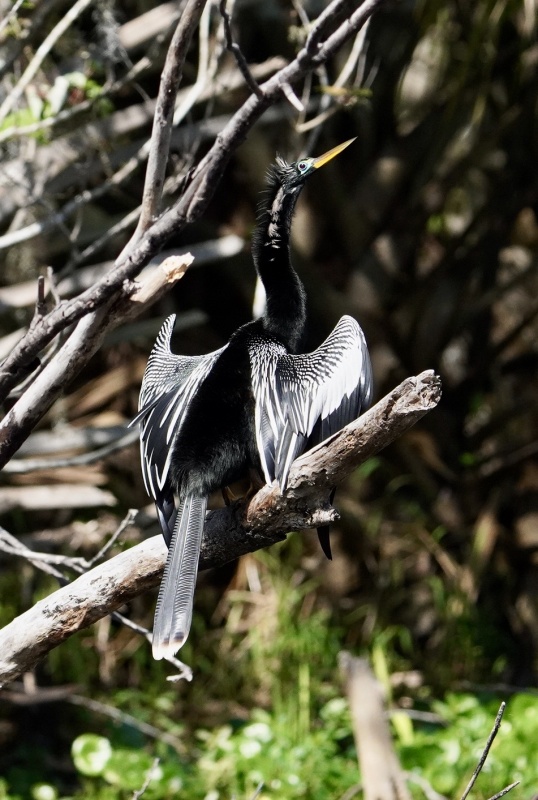 anhangi