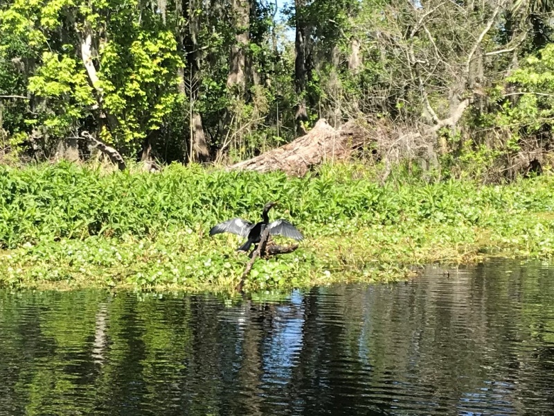 Anhinga drying his/her wings.