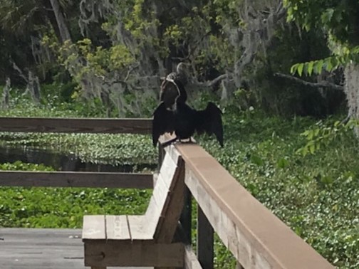 Anhinga drying his/her wings