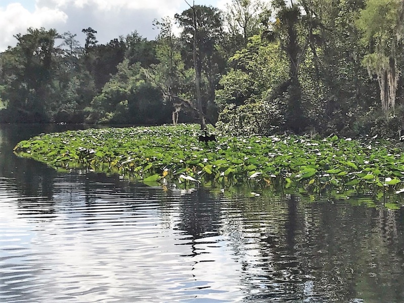 Anhinga drying it\'s wings along Murphys Creek