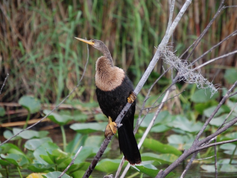 Anhinga