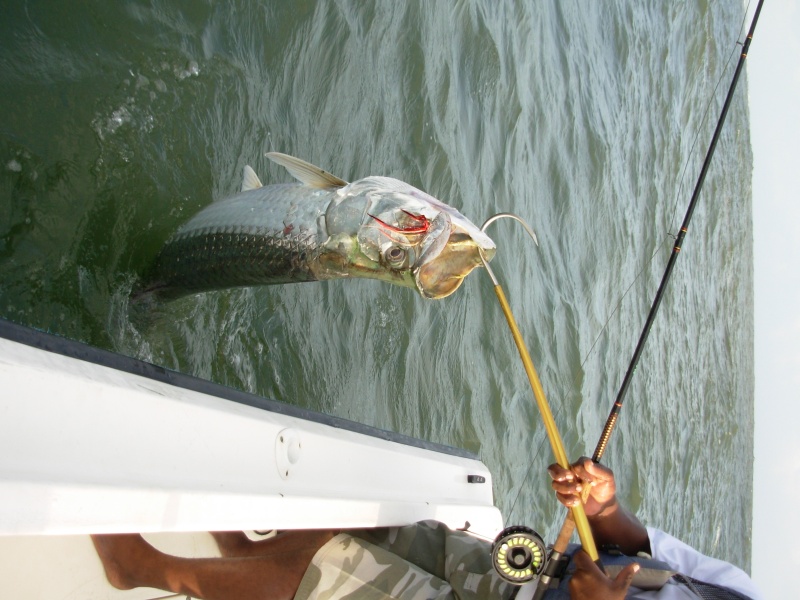 Another 180 lber on a fly rod!