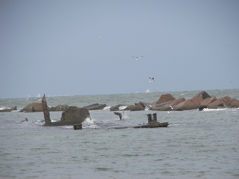 Another bird diving in the center, behind the wreck.