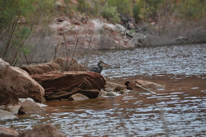 Another blue herron