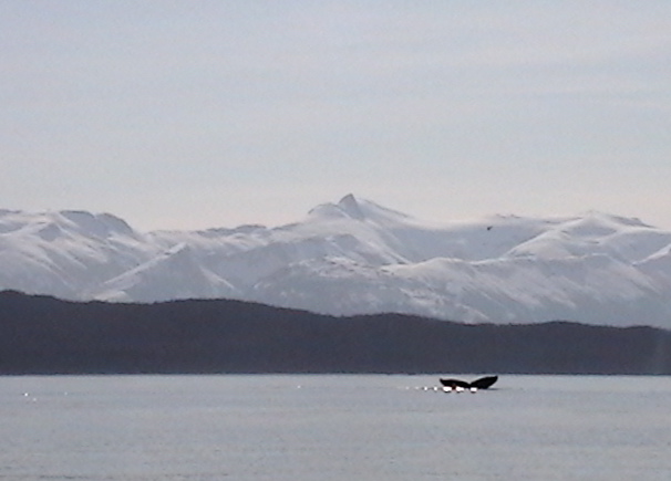 Another humpback waves goodbye