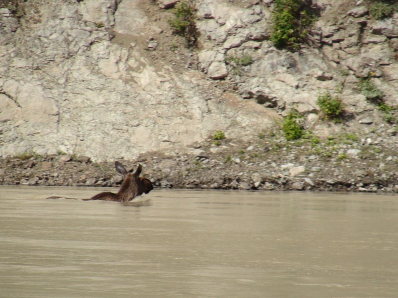 Another moose swimming the river