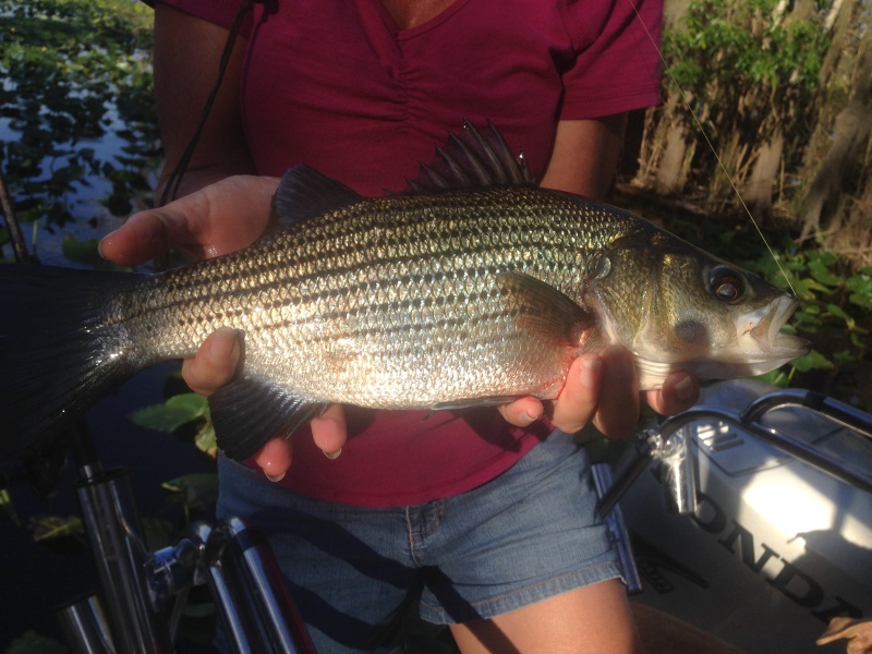 Another nice fish.