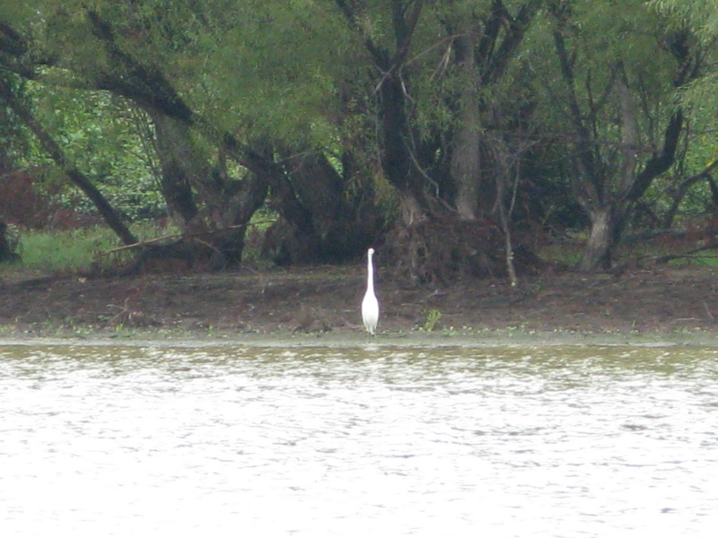 Another of the many beautiful birds we would see throughout the trip.