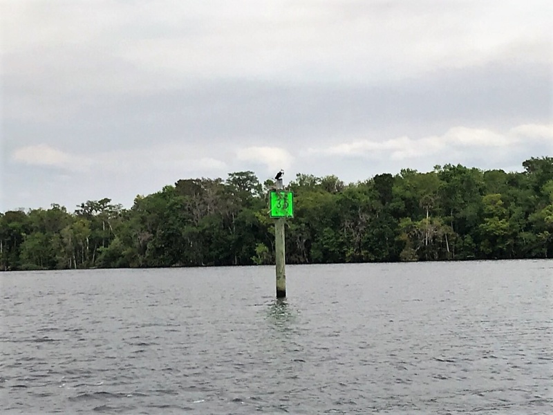 Another Osprey nesting on a River marker.