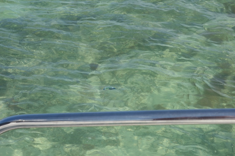 Another Portuguese Man O' War