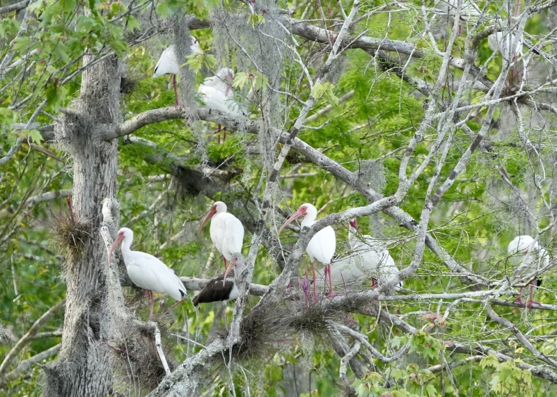 another tree of White Ibis,