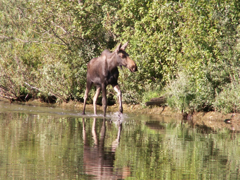Another View of Moose - 8-22-07