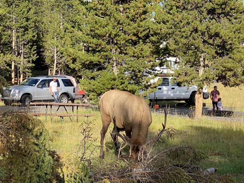 Another weekend with family at the campground with elk back & hard horned