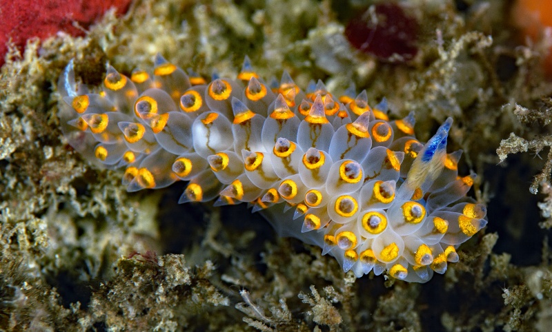 Antiopella barbarensis