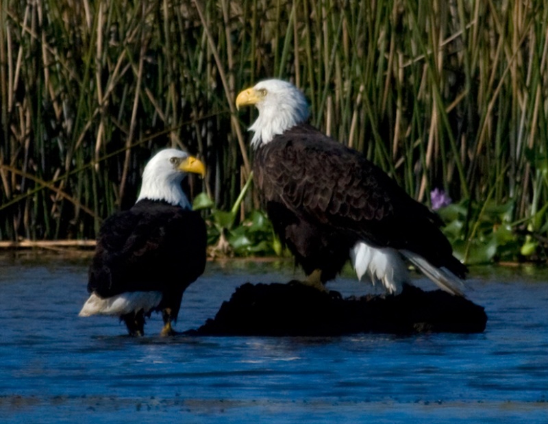 Apalach River Eagles Photographed from C Eagle. The bald eagle on the right is the very large female.