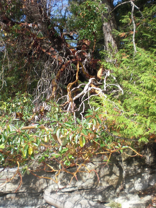 Arbutus, Galiano Island.