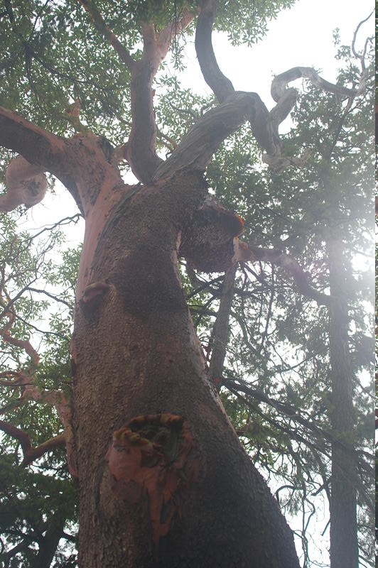Arbutus tree