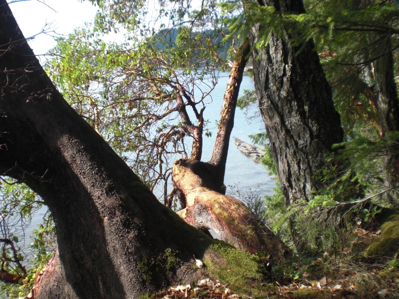 Arbutus.
