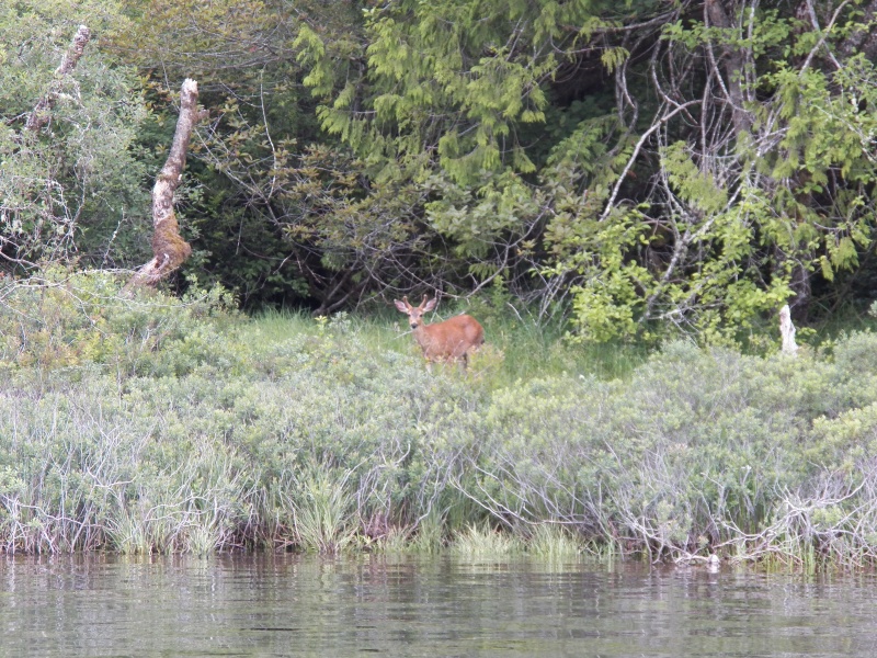 As I got closer, it laid down in the brush.