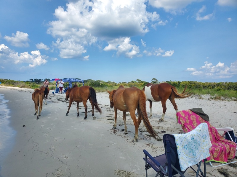 Assateague  Island heard of horses