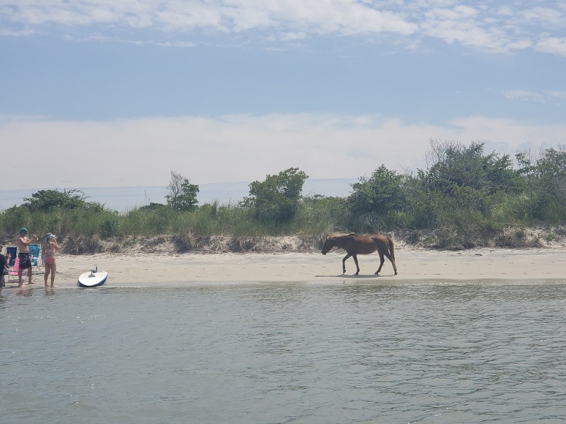 Assateague Island  horse