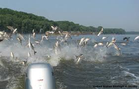 Attack of the flying fish (silver carp)
