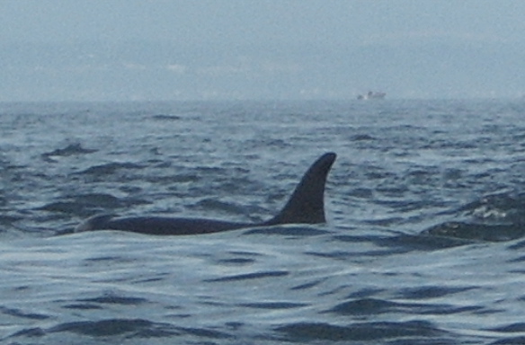 Aug 2005 off W San Jaun.