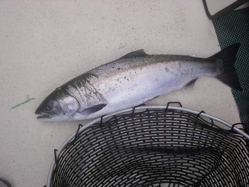 August Coho
